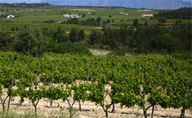 Spain Vineyard